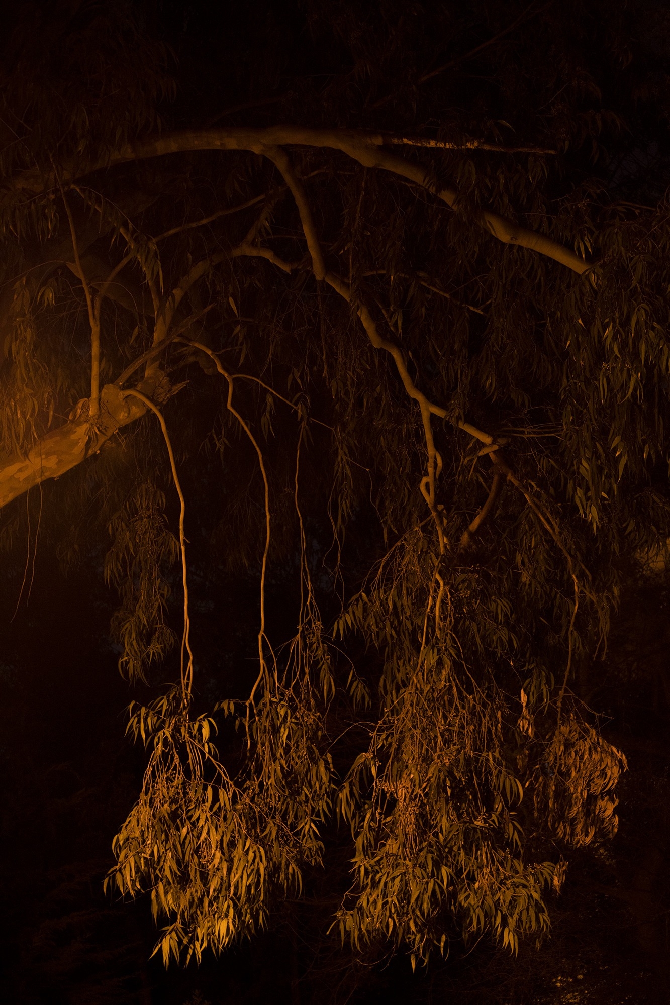 Carina Martins - Physis - detail of an eucalyptus at night