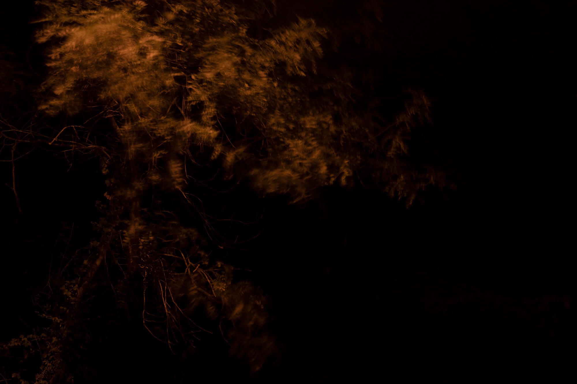 Carina Martins - Physis - tree at night