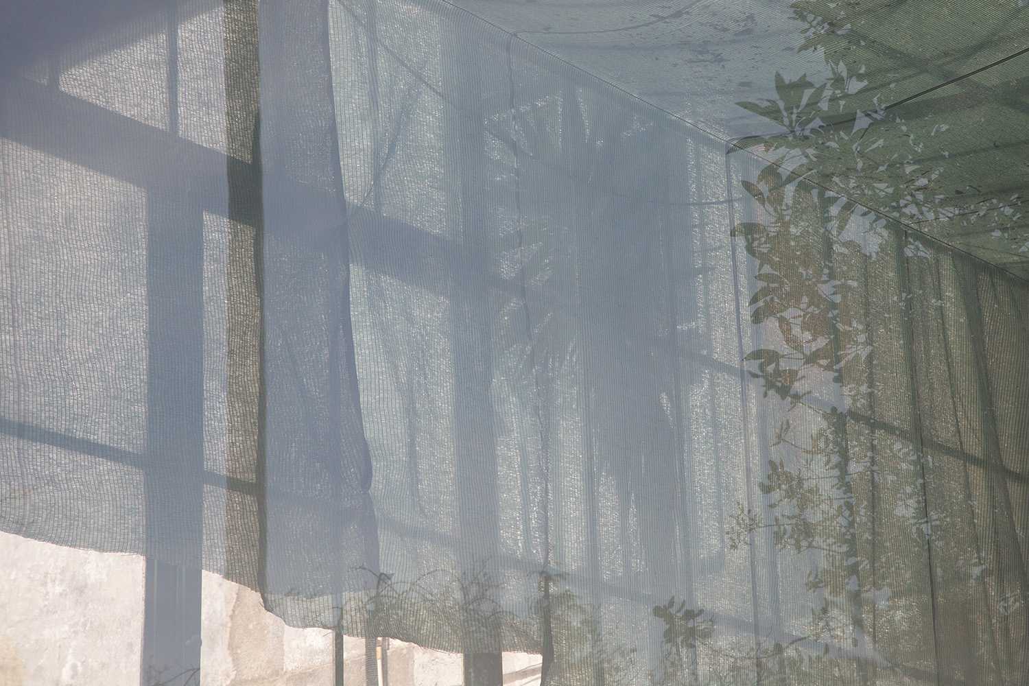 Carina Martins - A tinta esbate-se em forma de onda - sobreposições de cortinado e árvores numa janela