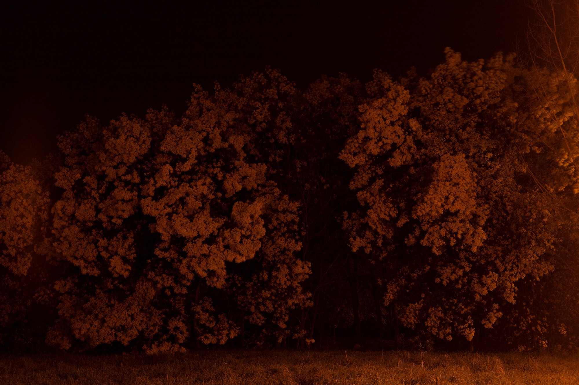 Carina Martins - We wander in circles through the night and are consumed by fire - tree at night