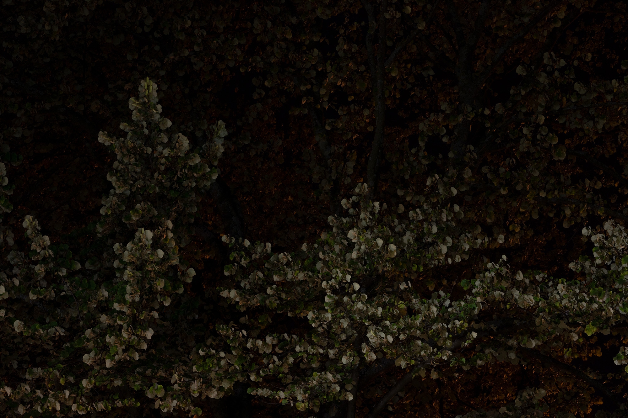 Carina Martins - Physis - detalhe de eucalipto à noite