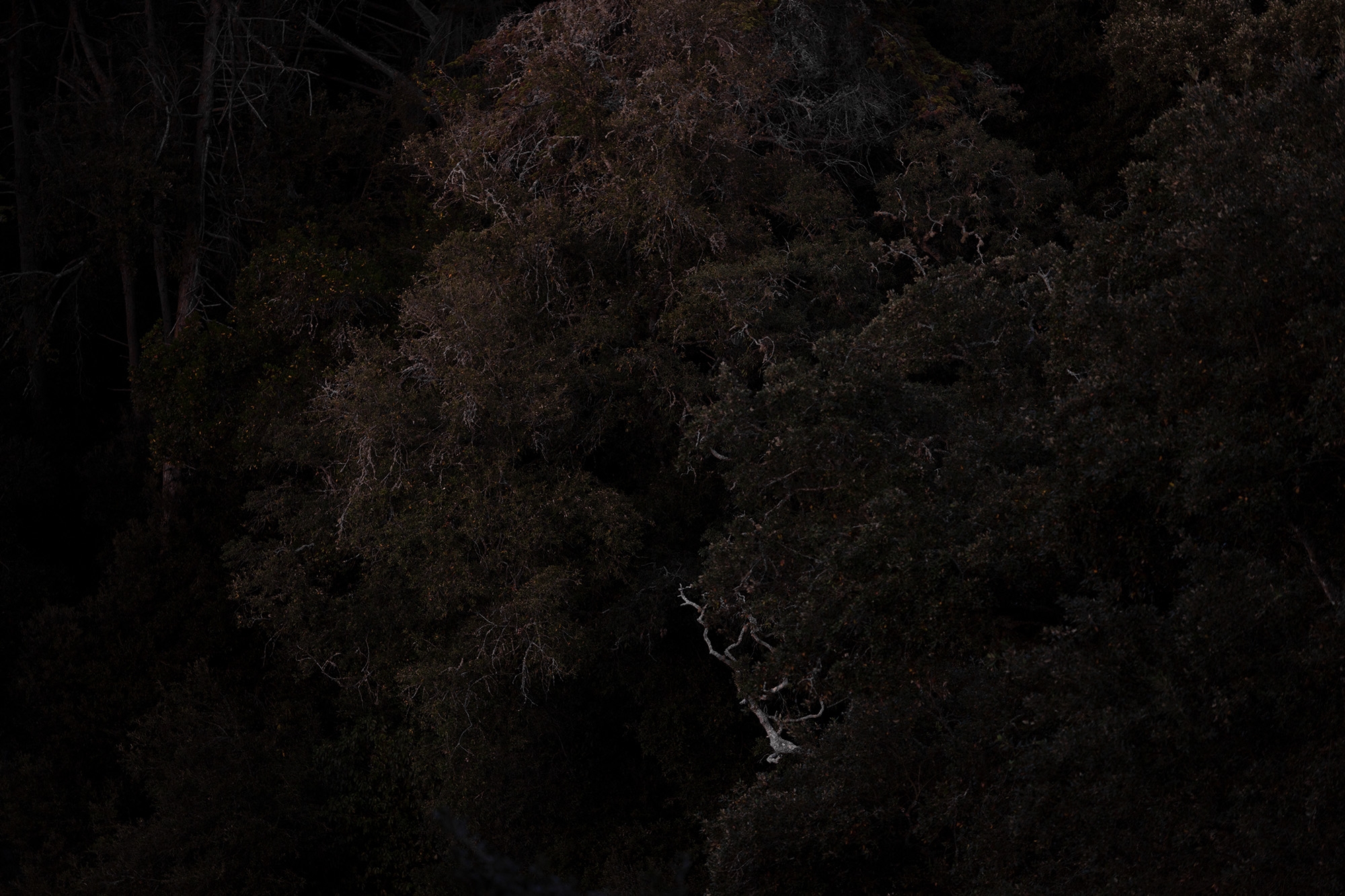 Carina Martins - Physis - detalhe de árvore à noite